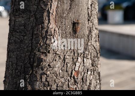 Cicala su un albero closeup Foto Stock