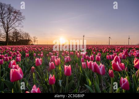 Tulipani rosa rosso al tramonto, tulipano fileds in Olanda Noordoostpolder, bellissimi colori tramonto con fiori di primavera Foto Stock