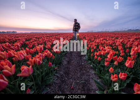 Giovani uomini che camminano in campo di fiori campo di tulipano nei Paesi Bassi Noordoostpolder durante tramonto crepuscolo Flevolands, colorato Foto Stock