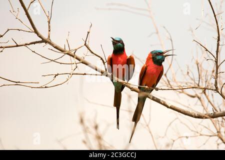 Carmine Bee-Eater (Merops nubicoides) Foto Stock