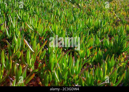 piante succulente verdi che crescono nel deserto Foto Stock