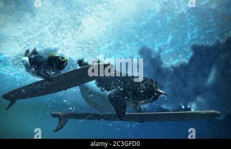 SURF'S UP (2007), diretto da CHRIS BUCK e ASH BRANNON. Credito: FOTO / album SONY Foto Stock