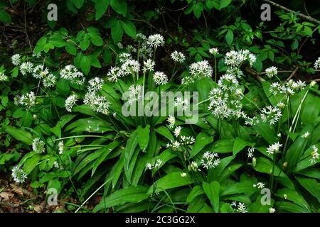 aglio dell'orso, allium ursinum Foto Stock