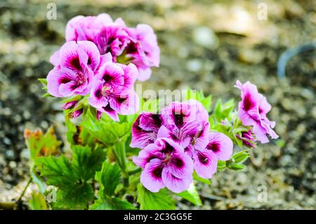 Primo piano bellissimo e colorato Dianthus barbatus fiore sul giardino Foto Stock