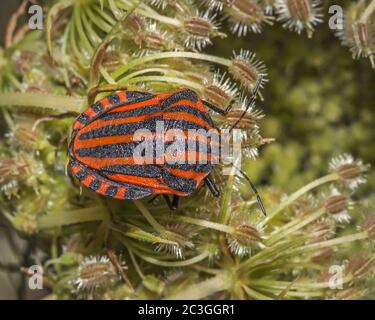 `Graphosoma lineatum´ Foto Stock