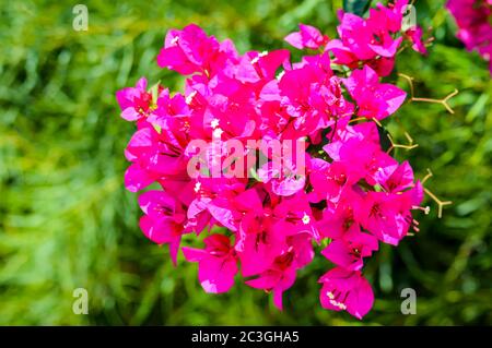 Cespuglio di fiori rossi barone di hydrangea macrophylla. Primo piano di fiori. Foto Stock
