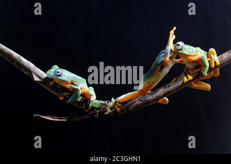 Le rane volanti di Wallace, le rane, le rane sugli alberi sui ramoscelli Foto Stock