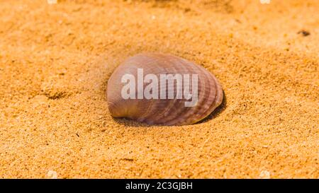 Un guscio aperto di una conchiglia si trova sulla sabbia Foto Stock