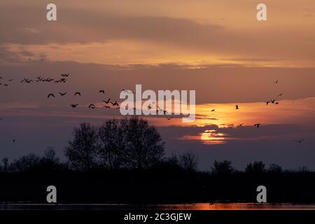 Paesaggio di Alba di paesaggio Hortobagy, Ungheria Foto Stock