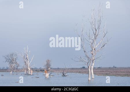 Paesaggio mistico di Hortobagy paesaggio, Ungheria Foto Stock