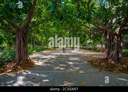 Valencia Banyan Tree, Ficus benghalensis Park at Riverbed, River Turia Gardens, leisure sport area Spagna Europa Foto Stock