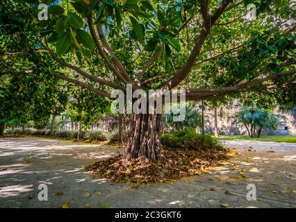 Valencia Banyan Tree, Ficus benghalensis Park at Riverbed, River Turia Gardens, leisure sport area Spagna Europa Foto Stock