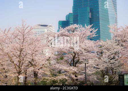 Sakura di Tokyo Midtown Foto Stock