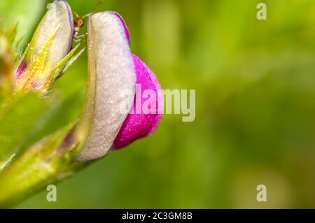 Fiore di trifoglio vergine nella stagione estiva Foto Stock