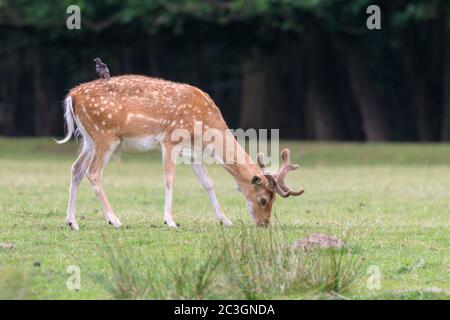 Daino (dama dama) buck pascolo con stelling seduto sulla schiena, Germania, Europa Foto Stock