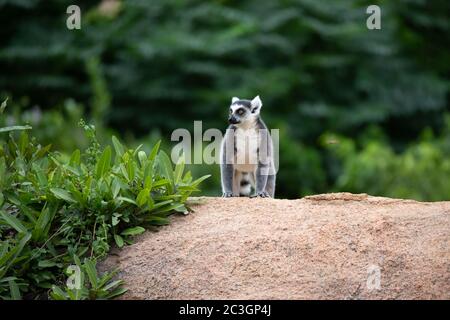 Un lemure con coda ad anello su una grande roccia di pietra Foto Stock