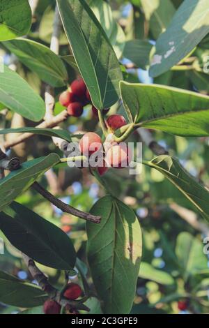 fotografia di frutta banyan Foto Stock