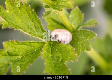 Tick (Ixodes ricinus) isolato su bianco Foto Stock