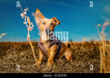 Ritratto di un giovane cane marrone sano di razza trasversale seduto sulla paglia prato in un campo con la sk blu Foto Stock