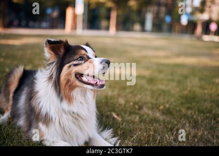 Adorabile cane dei pastori australiani al parco che si trova giù, Foto Stock