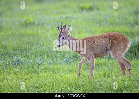 Roebuck minaccia un altro dollaro sulla riva opposta di un piccolo fiume Foto Stock