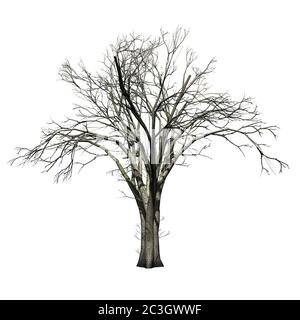 Albero degli Elmi Americani in inverno - isolato su sfondo bianco - illustrazione 3D Foto Stock