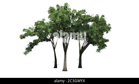 Diversi alberi di olmo americani - isolati su sfondo bianco - illustrazione 3D Foto Stock