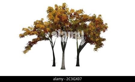 Diversi alberi di olmo americani in autunno - isolati su sfondo bianco - illustrazione 3D Foto Stock