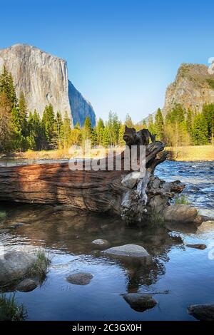 Albero caduto nel fiume Merced con El Capitan e la Valle Yosemite sullo sfondo. Foto Stock