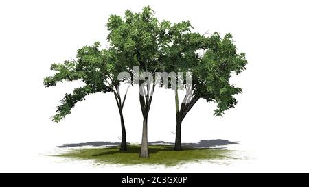 Diversi alberi di olmo americani su un'area verde - isolati su sfondo bianco - illustrazione 3D Foto Stock