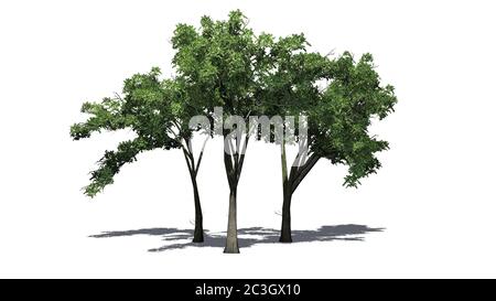 Diversi alberi di olmo americani con ombra sul pavimento - isolati su sfondo bianco - illustrazione 3D Foto Stock