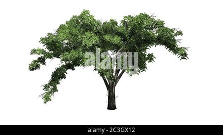 Singolo albero americano di Elm - isolato su sfondo bianco - illustrazione 3D Foto Stock