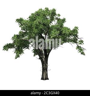 Singolo albero americano di Elm - isolato su sfondo bianco - illustrazione 3D Foto Stock