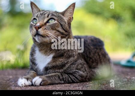 Sgombro maschile tabby gatto seduto fuori in giardino Foto Stock