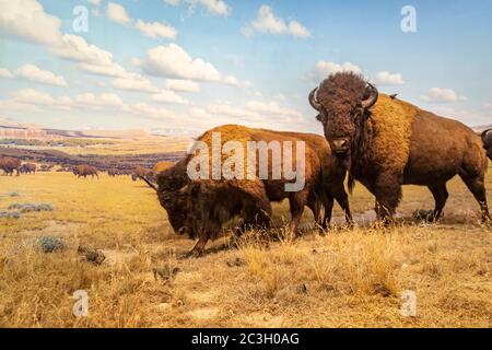 Diorama bisonte americano nella Hall of North American Mammals in American Museum of Natural History, NYC Foto Stock