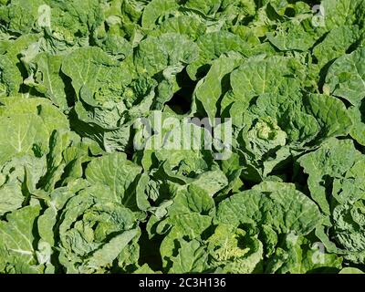 Campo verde con cavoli in un orto Foto Stock