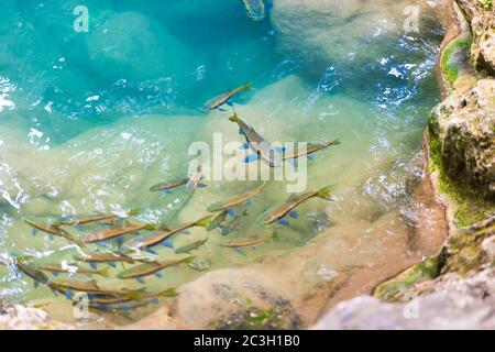 garra rossa pesca in acqua di fiume Foto Stock