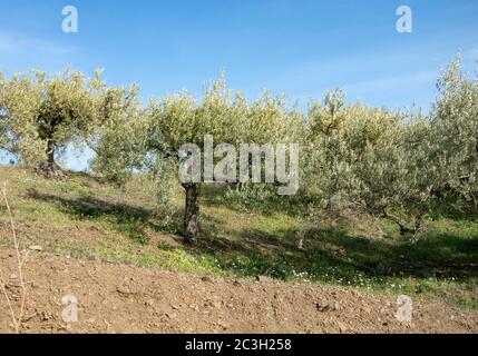 Un oliveto nel sud della spagna. Cespugli di Knarled su una collina vicino al villaggio di Frigiliana sulla Costa del Sol. Foto Stock