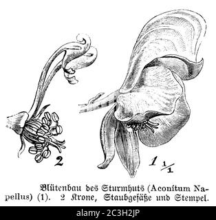 Cappotta di Mistico / Aconitum napellus / Blauer Eisenhut (libro di botanica, 1888) Foto Stock