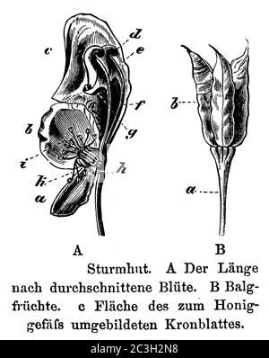 Cappotta di Mistico / Aconitum napellus / Blauer Eisenhut (libro di botanica, 1897) Foto Stock