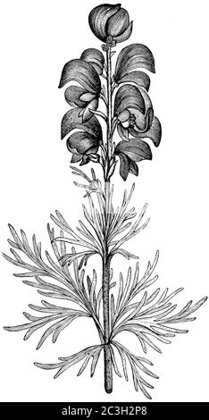 Cappelli / Aconitum napellus / Blauer Eisenhut (Enciclopedia, 1893) Foto Stock