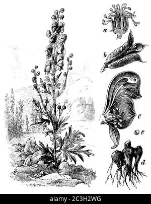 Cappotta di Mistico / Aconitum napellus / Blauer Eisenhut (libro di botanica, 1898) Foto Stock