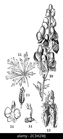 Cappelli / Aconitum napellus / Blauer Eisenhut (Enciclopedia, 1890) Foto Stock