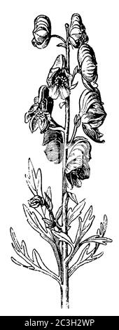 Cappotta di Mistico / Aconitum napellus / Blauer Eisenhut (libro di botanica, 1910) Foto Stock