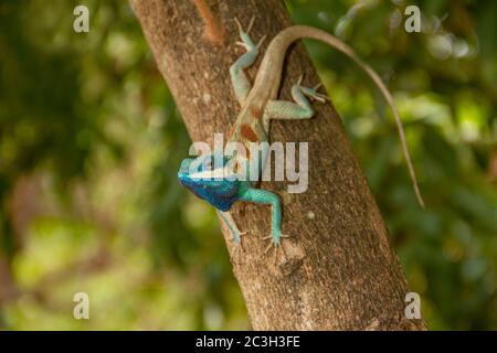 Camaleonte blu, arroccato su un albero nella foresta Foto Stock