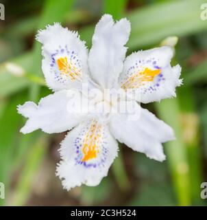 Primo piano di un bel fiore di iride frangiato Foto Stock