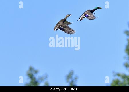 Germano reale in volo Foto Stock