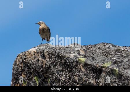 un pipa d'acqua (anthus spinoletta) che si erge su roccia in cielo blu Foto Stock