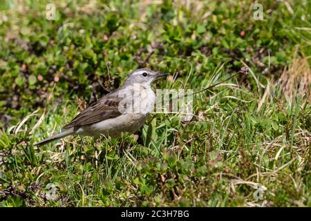 pipa d'acqua (anthus spinoletta) in piedi in praterie alpine in luce solare Foto Stock