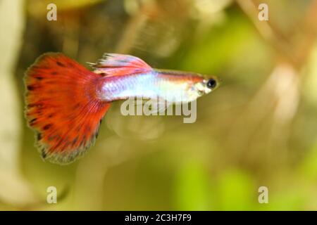 guppy (Poecilia reticulata) Foto Stock